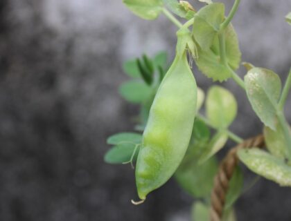 if a pea plant shows a recessive phenotype