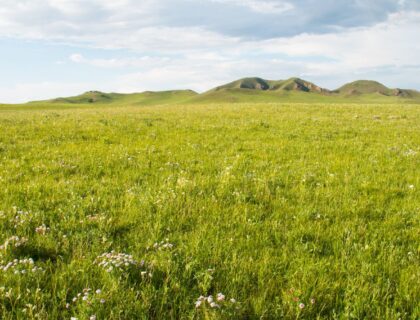 plants in grasslands would not benefit from adaptations that protect against grazing.